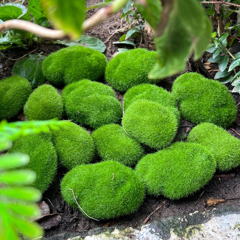 5/30pcs Simulation Moss Stone  - Sphagnum Moss Dry 리뷰 및 가격