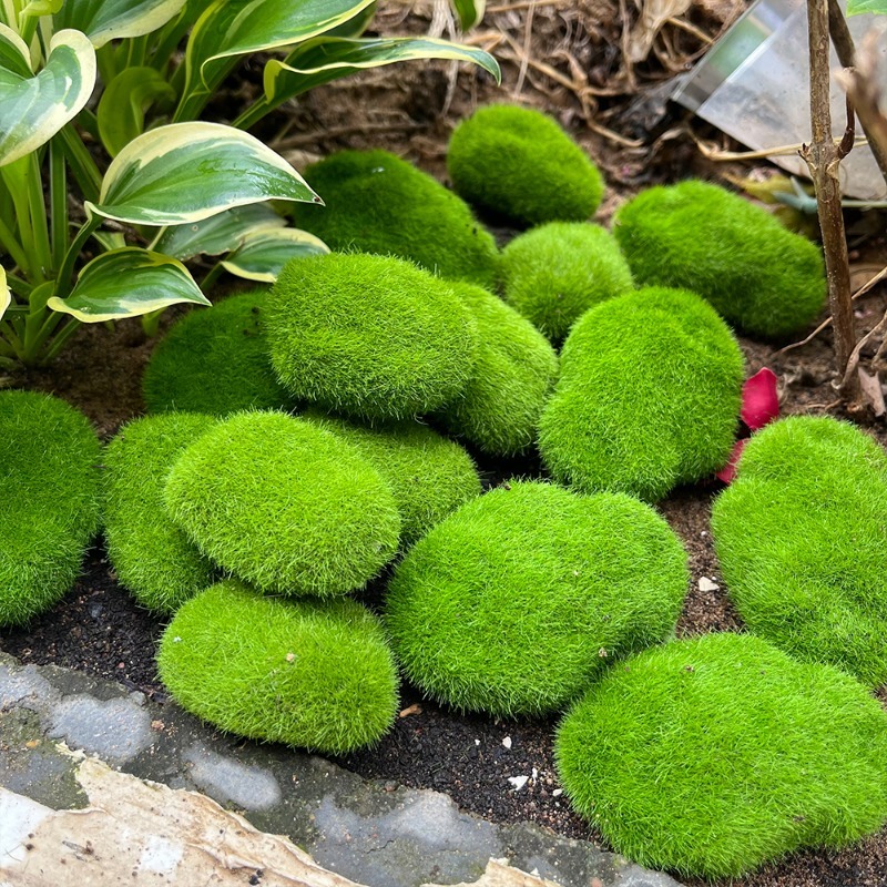 5/30pcs Simulation Moss Stone  - Sphagnum Moss Dry 리뷰 및 가격