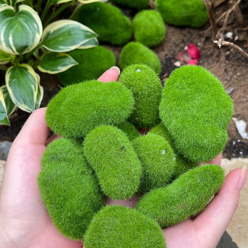 5/30pcs Simulation Moss Stone  - Sphagnum Moss Dry 리뷰 및 가격