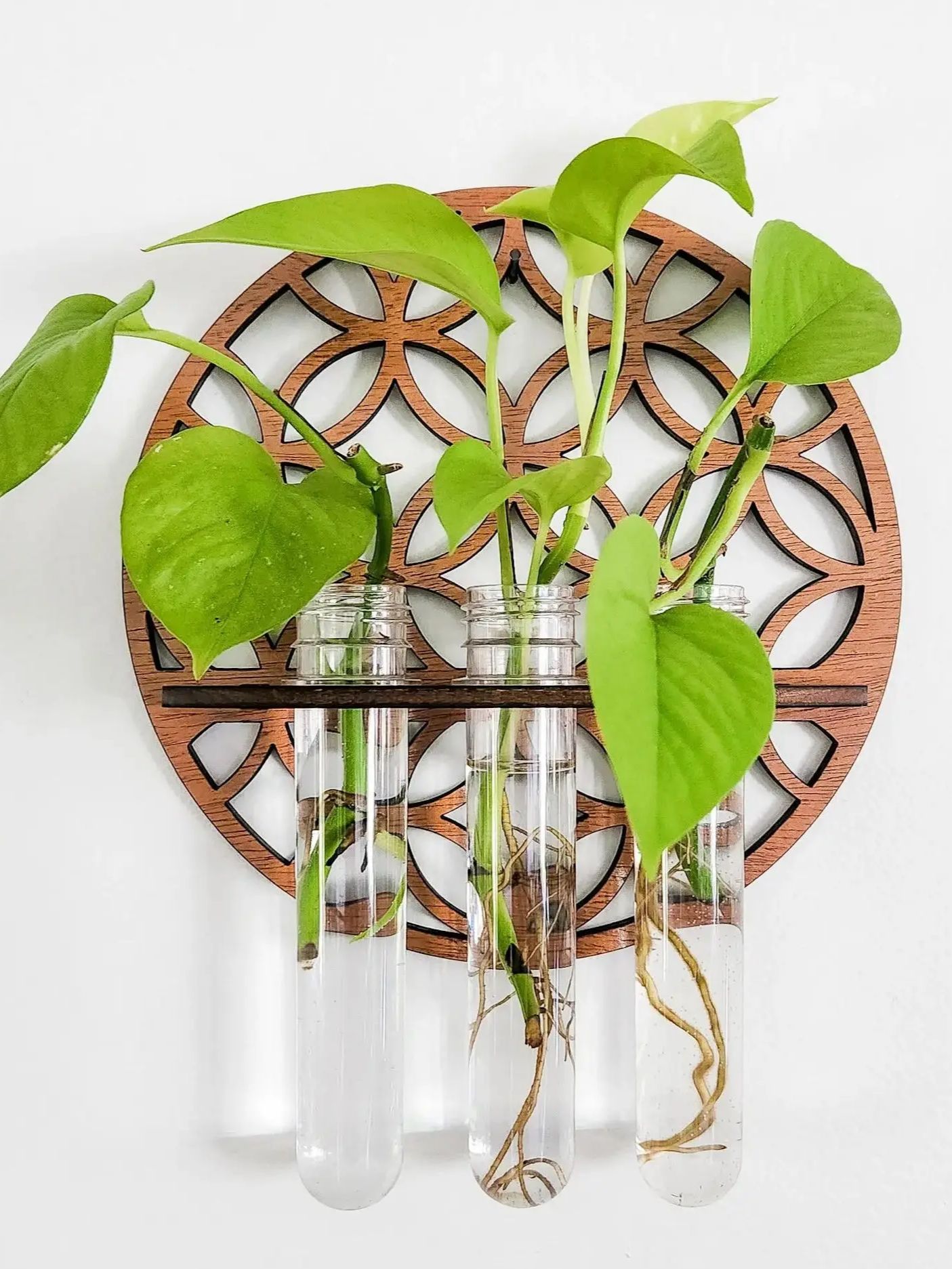 Garden Wall Planters Indoor Wo - Propagation Station Vase 리뷰 및 가격