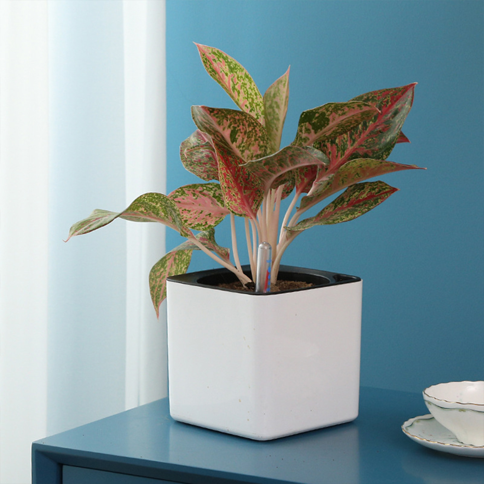 3 size Lazy flowerpot Green Pl - Self Watering Insert 리뷰 및 가격