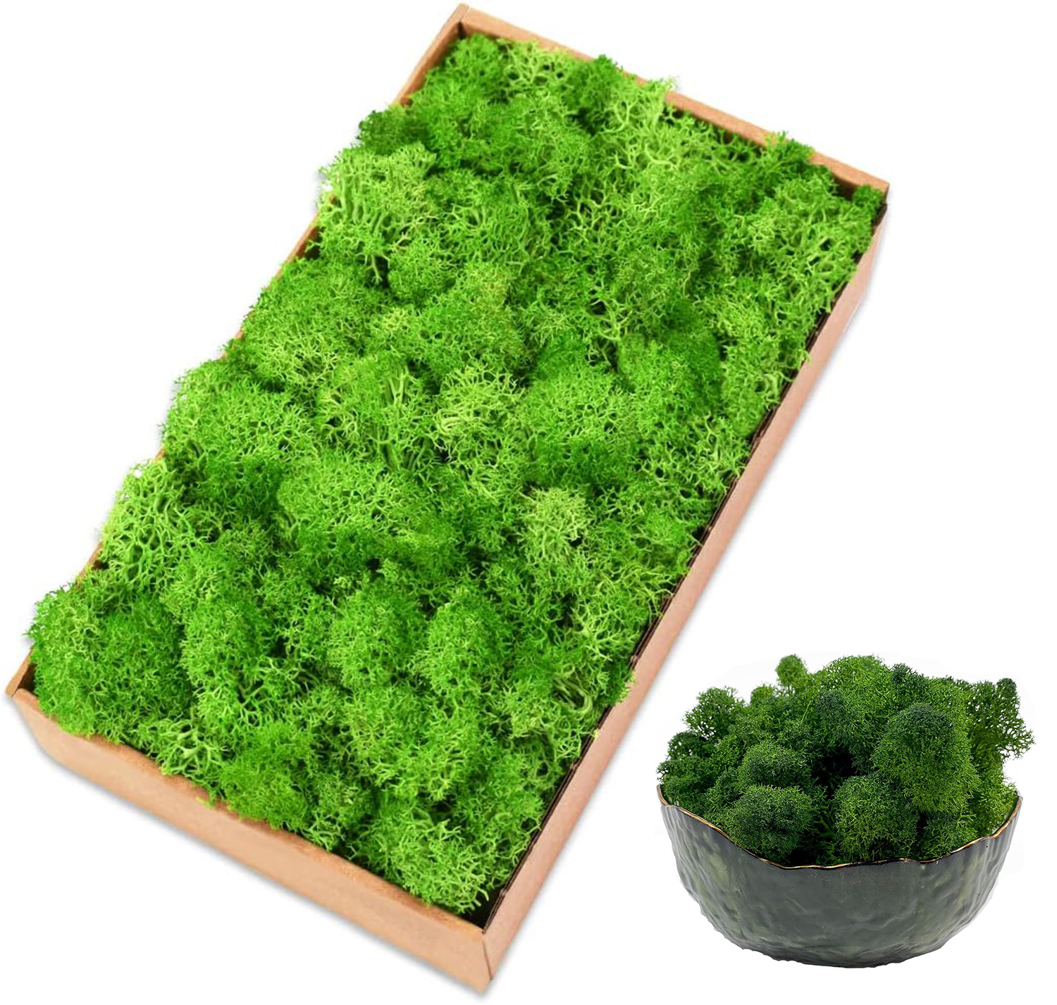 Eternal Life Moss Artificial G - Sphagnum Moss Dry 리뷰 및 가격