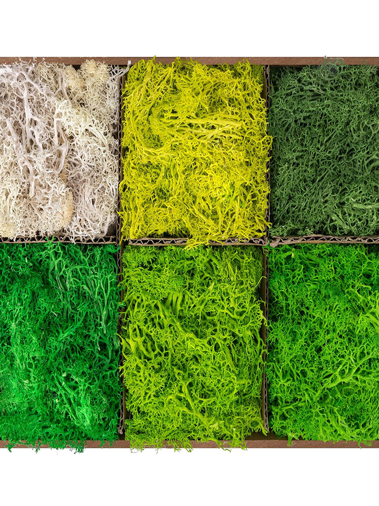 Eternal Life Moss Artificial G - Sphagnum Moss Dry 리뷰 및 가격