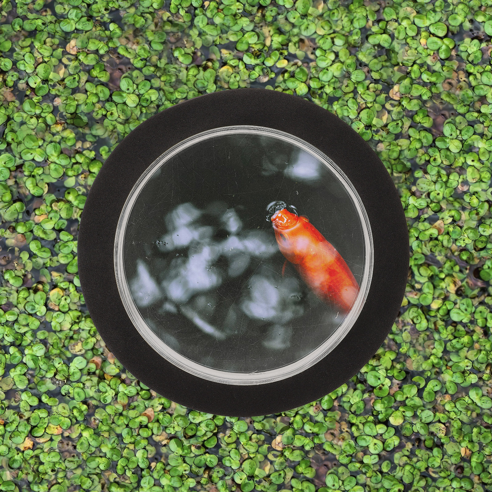Outdoor Decor Fish Dome Pond A - Plastic Dome Clear 리뷰 및 가격