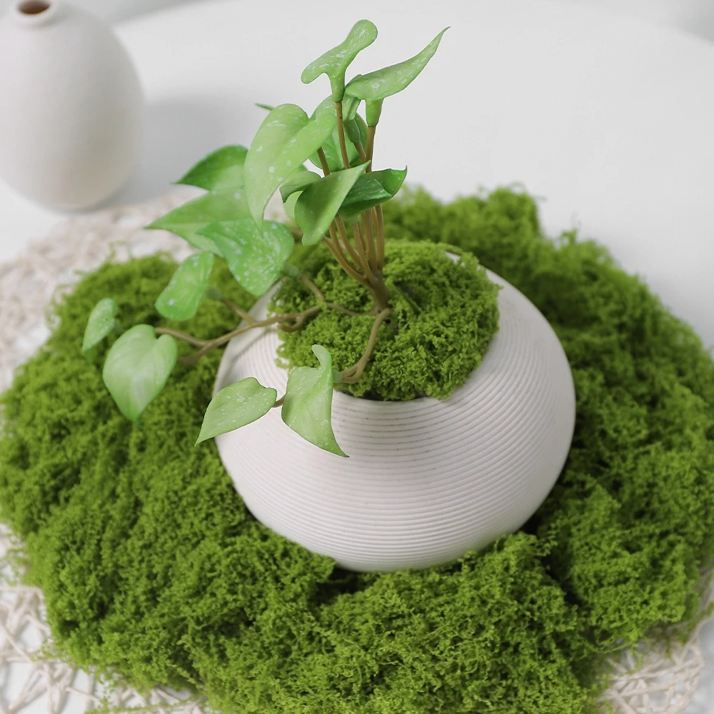 30/50/100g Artificial Green Pl - Sphagnum Moss Dry 리뷰 및 가격