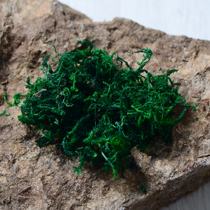 100g High Quality Artificial M - Sphagnum Moss Dry 리뷰 및 가격