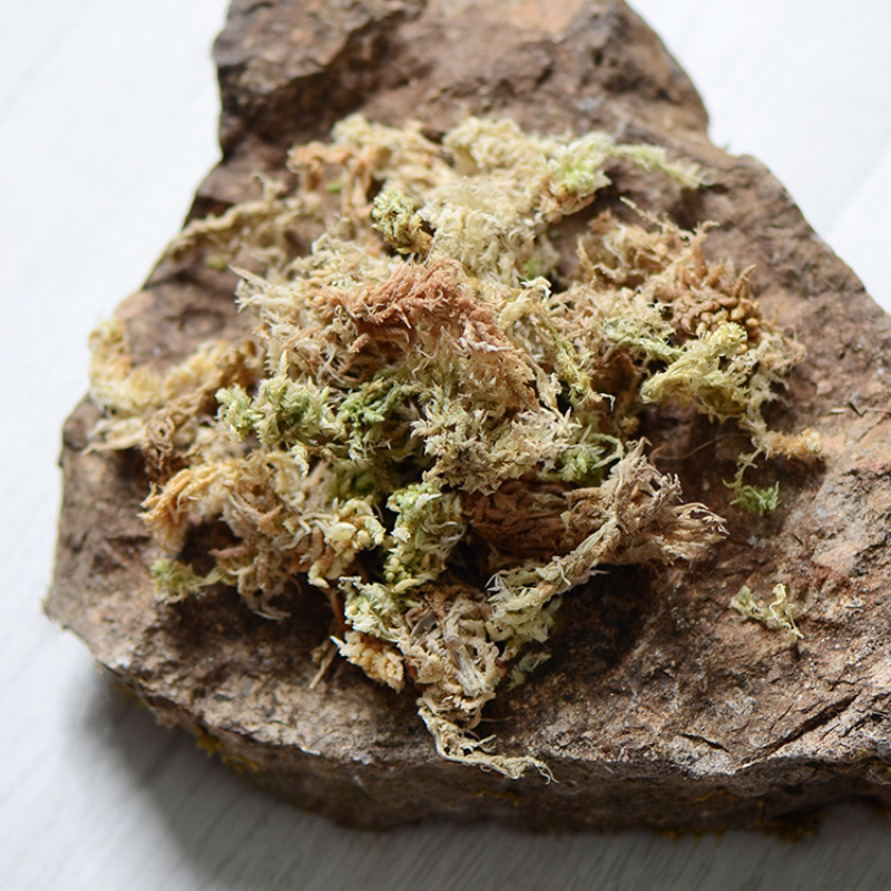 100g High Quality Artificial M - Sphagnum Moss Dry 리뷰 및 가격
