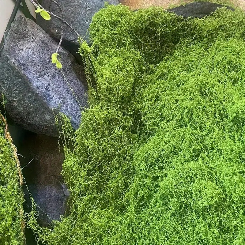 Green Fake Moss DIY Crafts Gra - Sphagnum Moss Dry 리뷰 및 가격