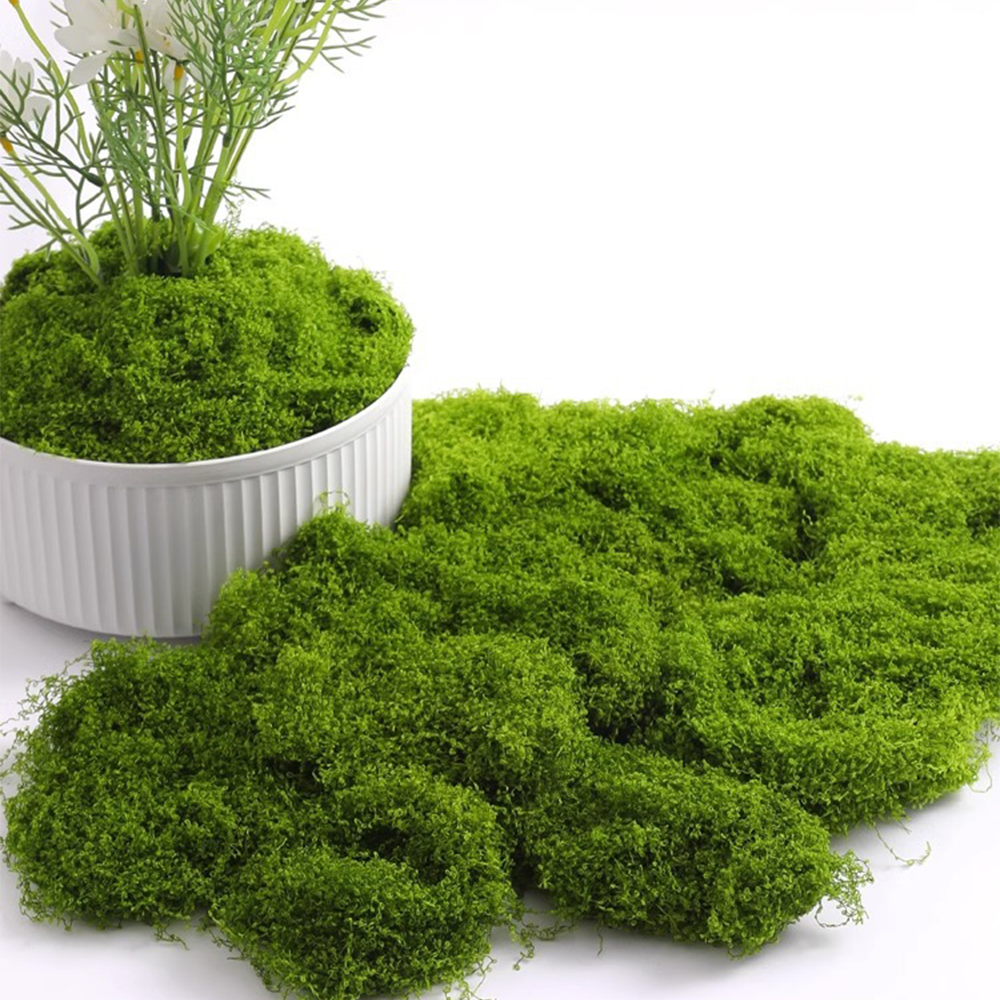 100/200/500g Eternal Life Moss - Sphagnum Moss Dry 리뷰 및 가격