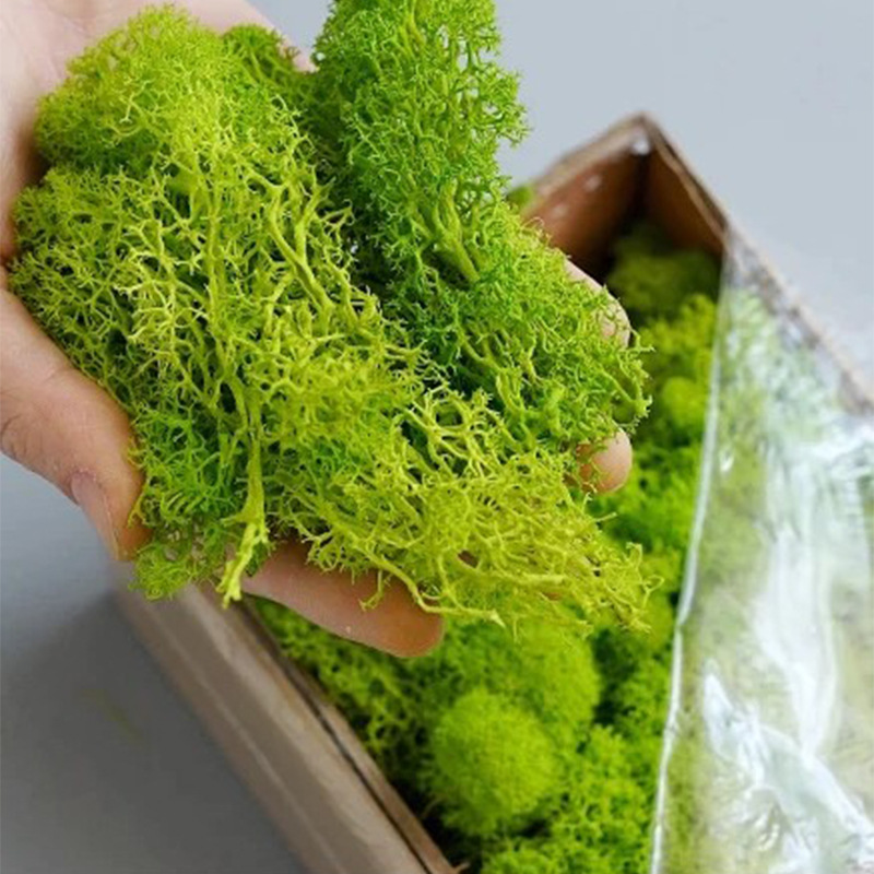 100/200/500g Eternal Life Moss - Sphagnum Moss Dry 리뷰 및 가격