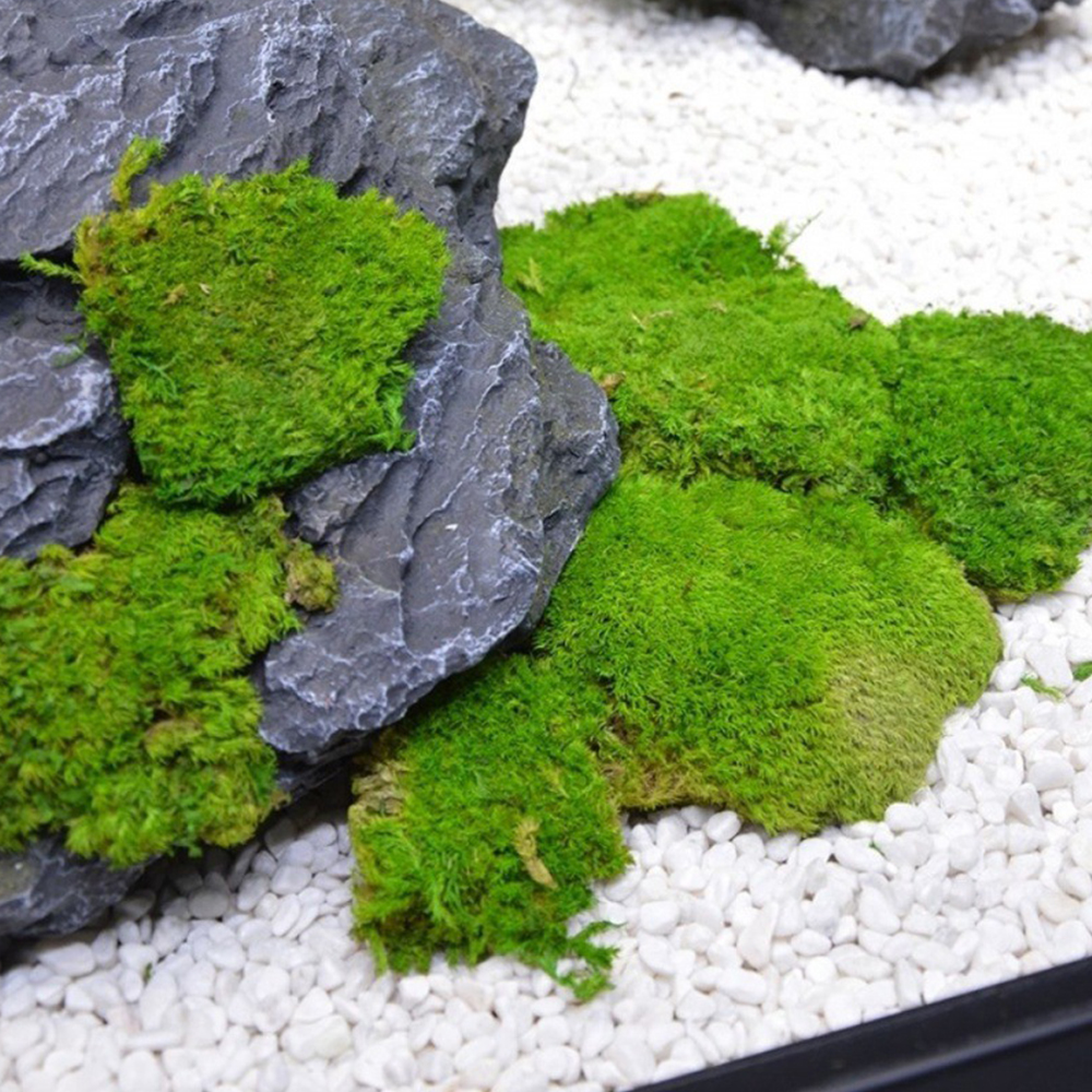20/80g Eternal Life Moss Grass - Sphagnum Moss Dry 리뷰 및 가격