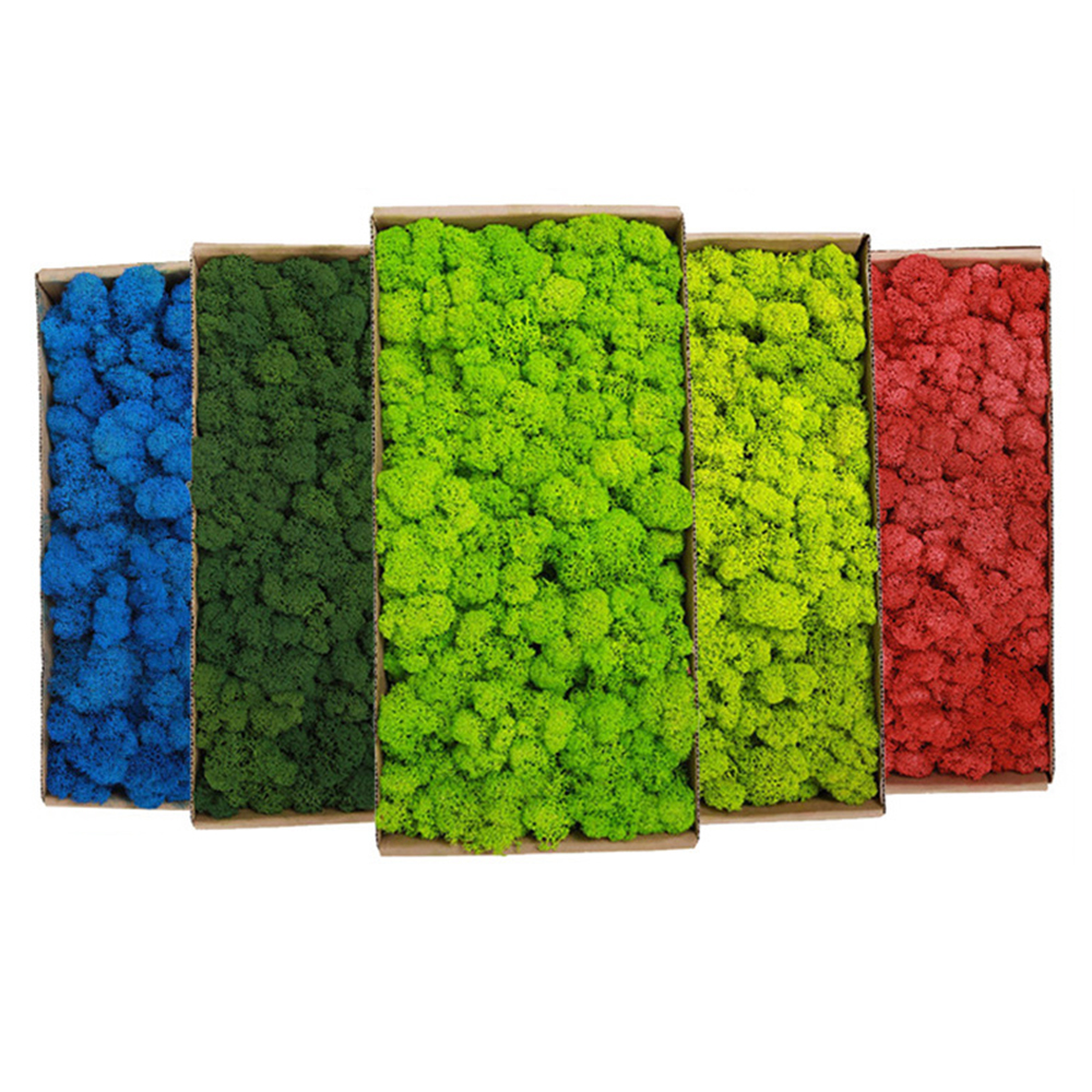 20/80g Eternal Life Moss Grass - Sphagnum Moss Dry 리뷰 및 가격