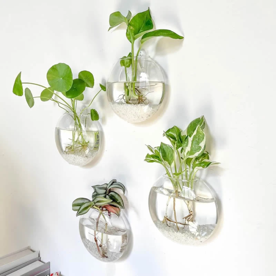 Wall Hanging Glass Plant Terra - Propagation Station Vase 리뷰 및 가격