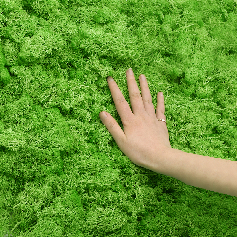 20G Natural Moss Artificial Pl - Sphagnum Moss Dry 리뷰 및 가격