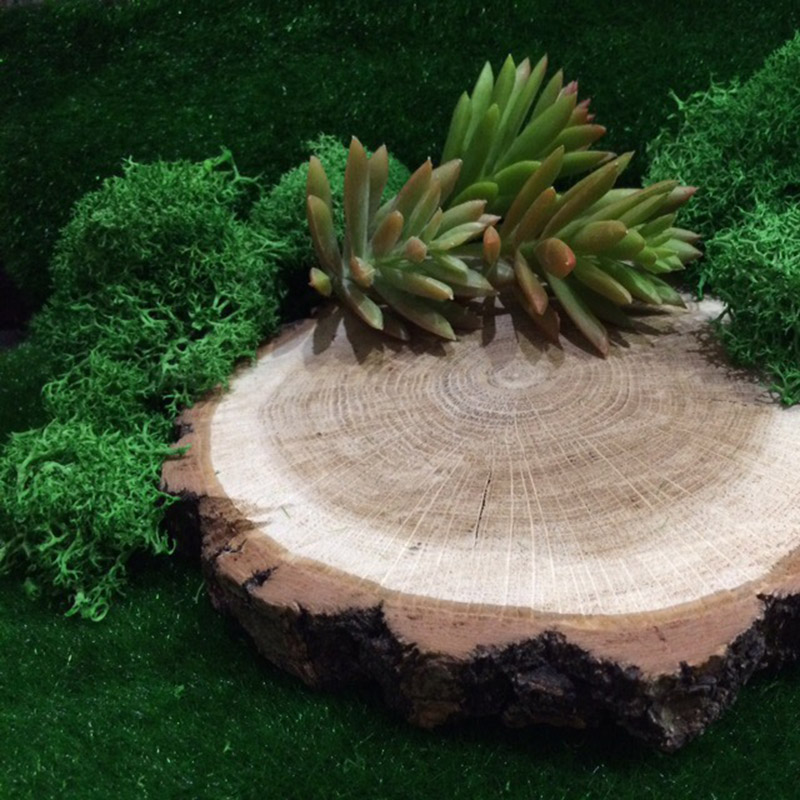 20G Natural Moss Artificial Pl - Sphagnum Moss Dry 리뷰 및 가격