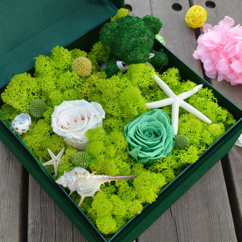 20G Natural Moss Artificial Pl - Sphagnum Moss Dry 리뷰 및 가격
