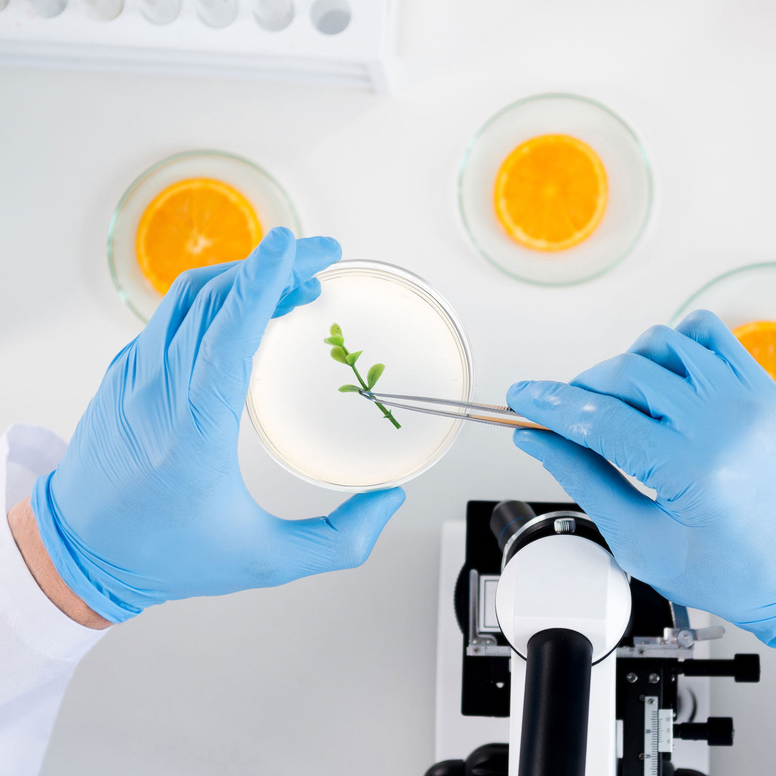 10pcs Prepoured Agar Plates Pe - Agar Tissue Culture 리뷰 및 가격