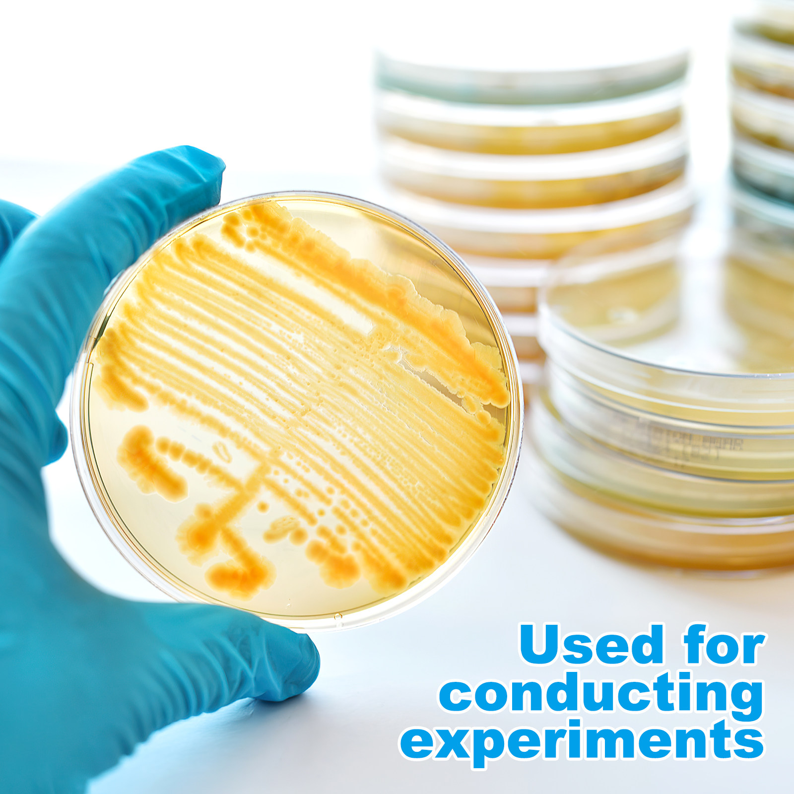 10pcs Prepoured Agar Plates Pe - Agar Tissue Culture 리뷰 및 가격