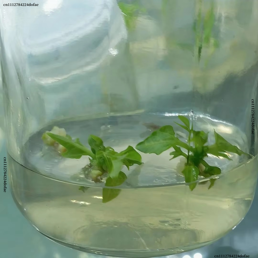 Plant Tissue Culture Agar Powd - Agar Tissue Culture 리뷰 및 가격
